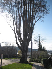 Tree on Roanoke Street