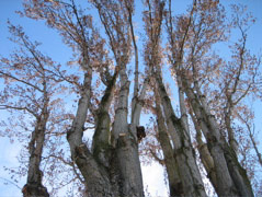 Tree on Roanoke Street