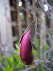 Magnolia blossom that looks like an eggplant