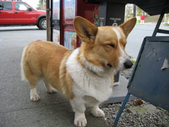 Corgi outside Louisa's