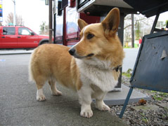 Corgi outside Louisa's