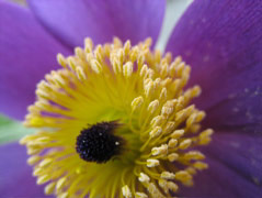 Pasque flower