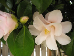 Camellias