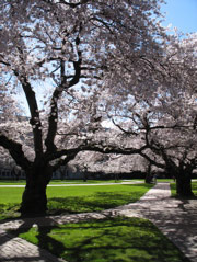 Cherry trees on UW campus