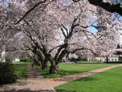 Cherry trees on UW campus