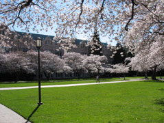Cherry trees on UW campus