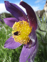 Pasque flower