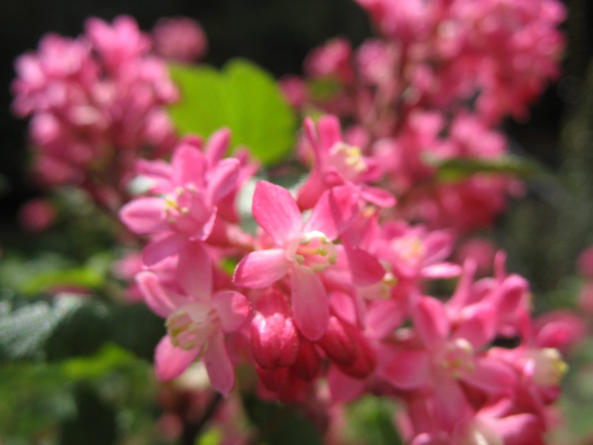 Flowers outside the UW College of Forestry Resources