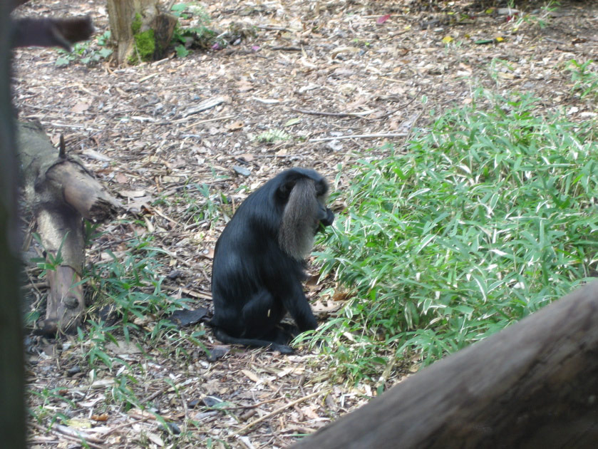 Macaque at the Woodland Park Zoo