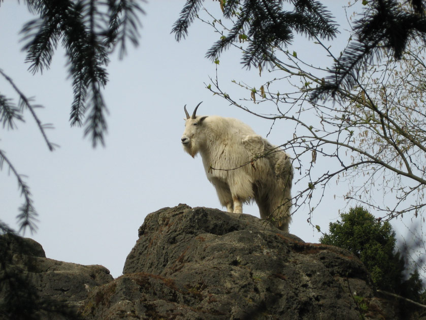 Mountain goat at the Woodland Park Zoo