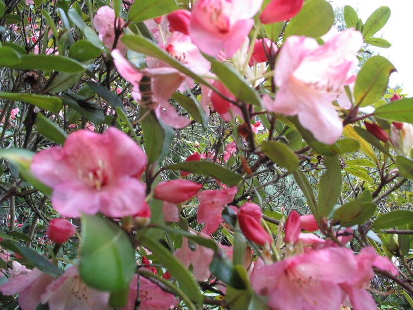 Rhododentrons at the arboretum