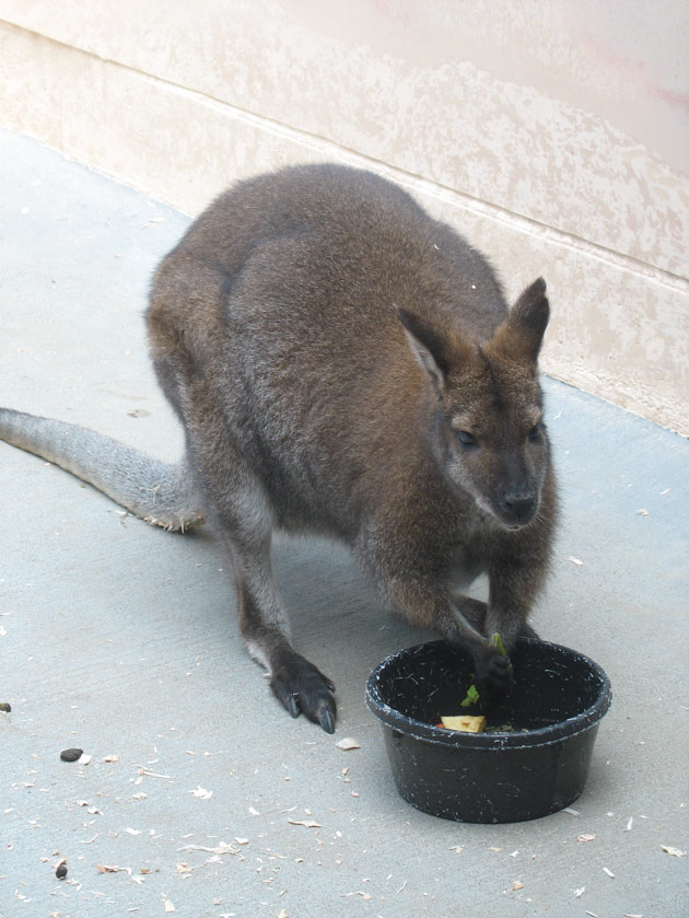 Wallaroo at the Woodland Park Zoo