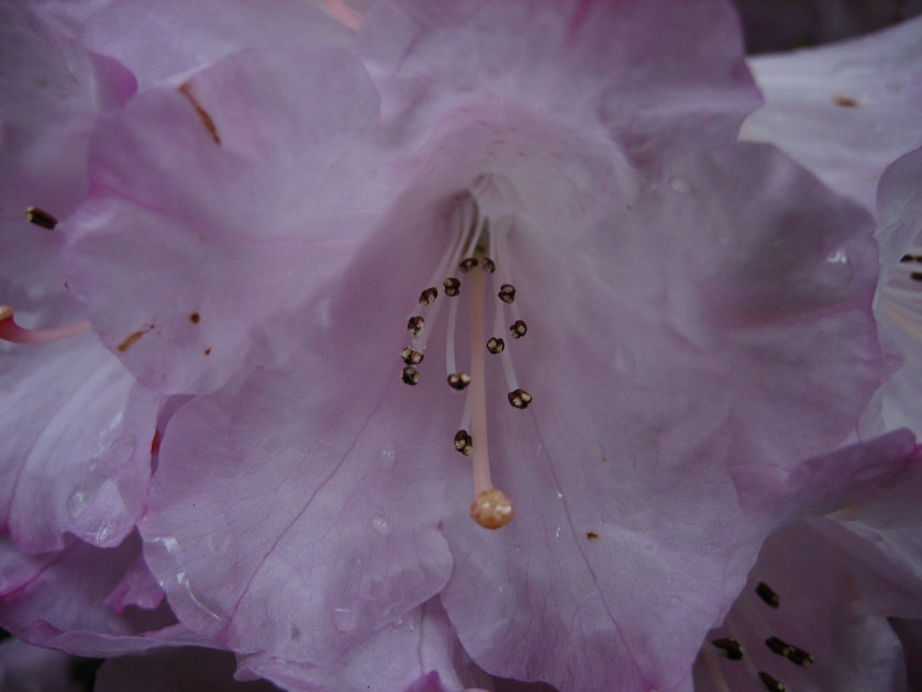 Rhododendron at the arboretum