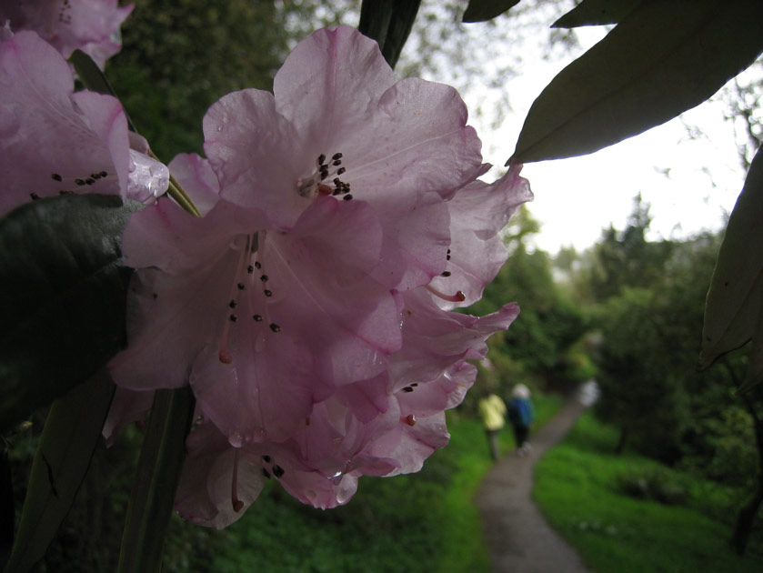 Rhododendron at the arboretum