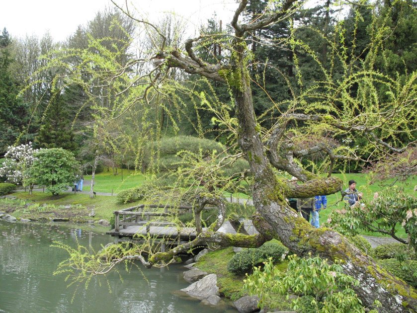 Japanese garden at the arboretum