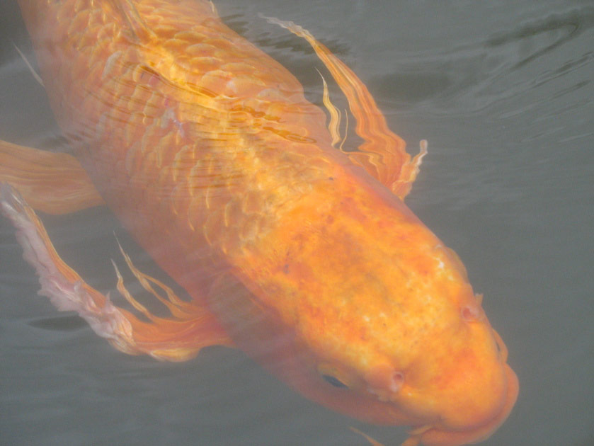 Fish at the Japanese garden at the arboretum