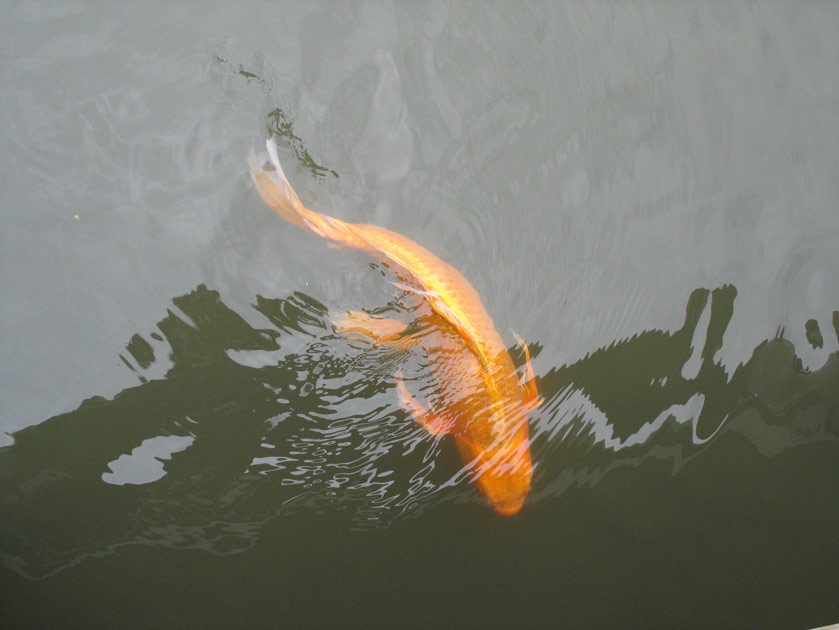 Fish at the Japanese garden at the arboretum