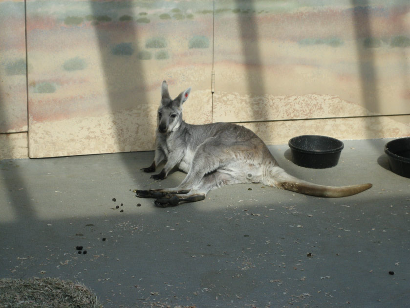 Wallaroo lounging at the Woodland Park Zoo