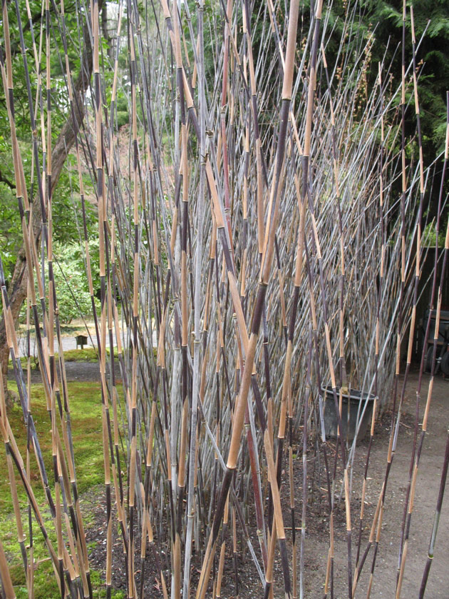 Cool striped grass at the Japanese garden at the arboretum