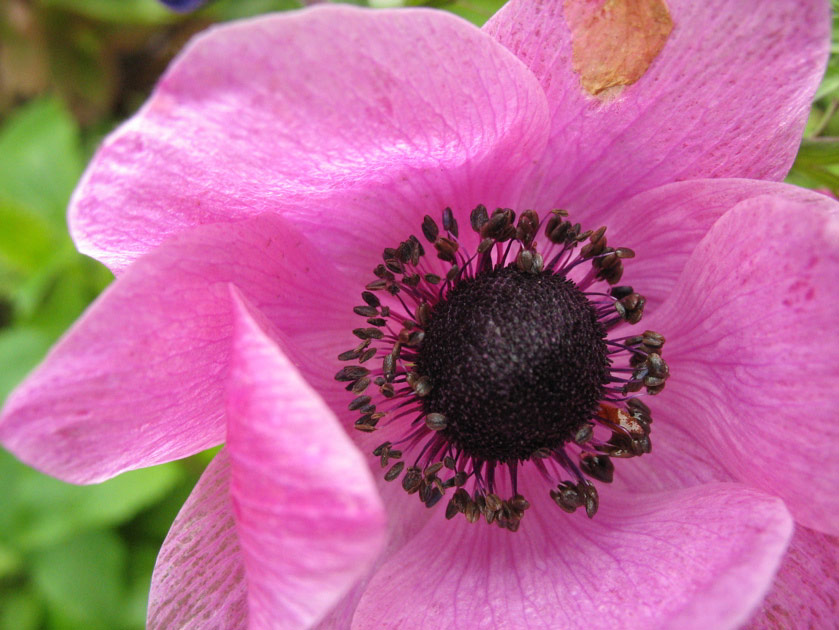 Anemone in Montlake