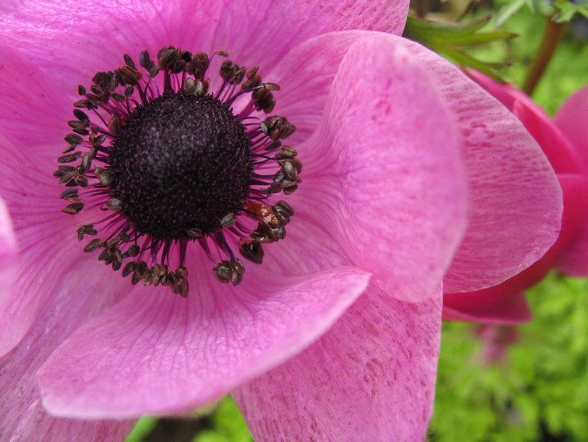 Anemone in Montlake