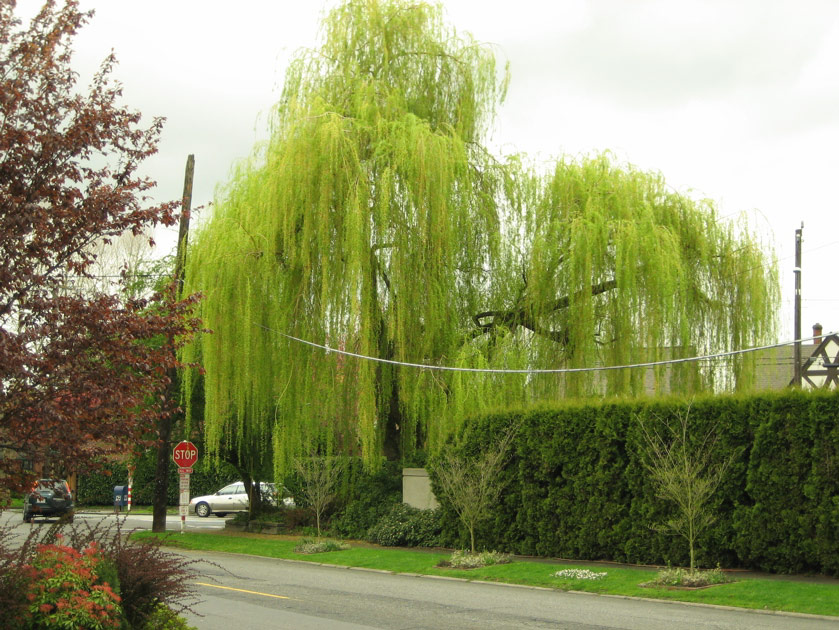 Willow in Montlake