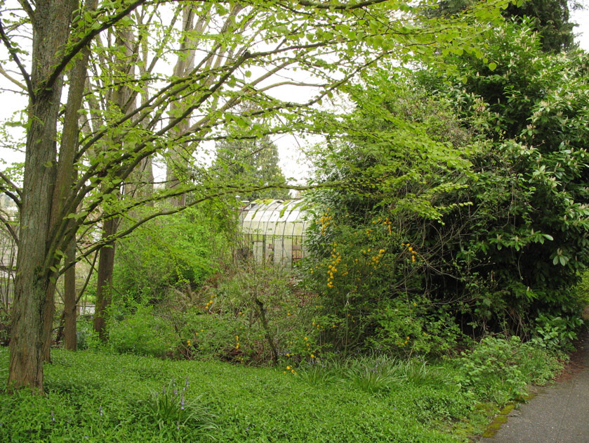 Old greenhouse in Montlake