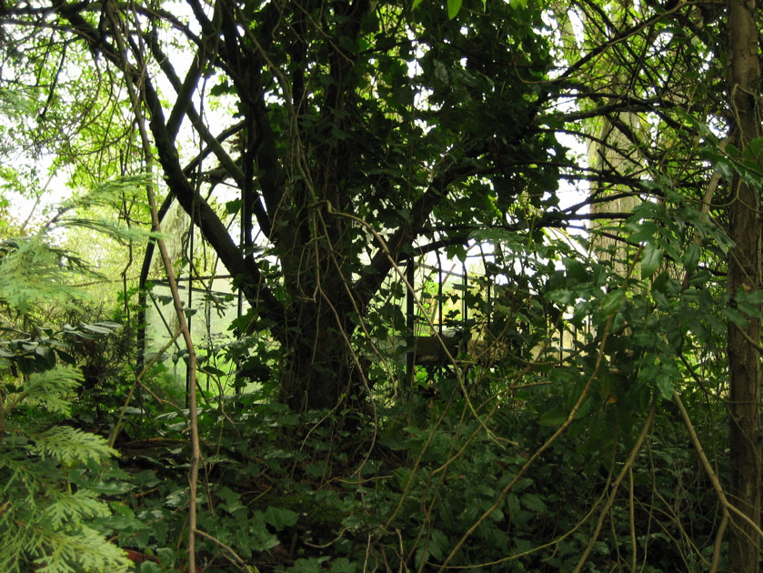 Old greenhouse in Montlake