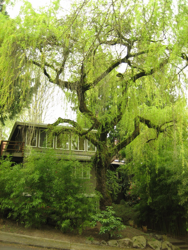 Willow in Montlake