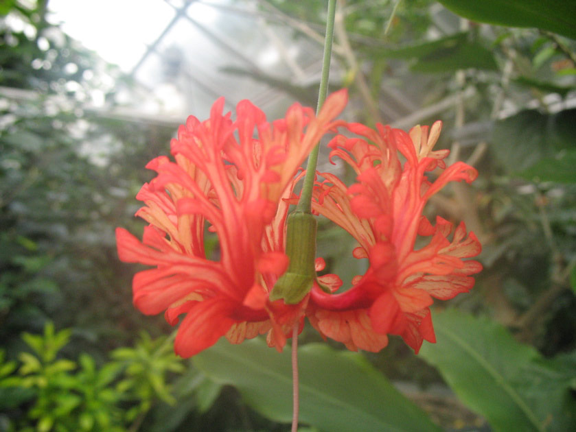 Tropical flower at the UW greenhouse