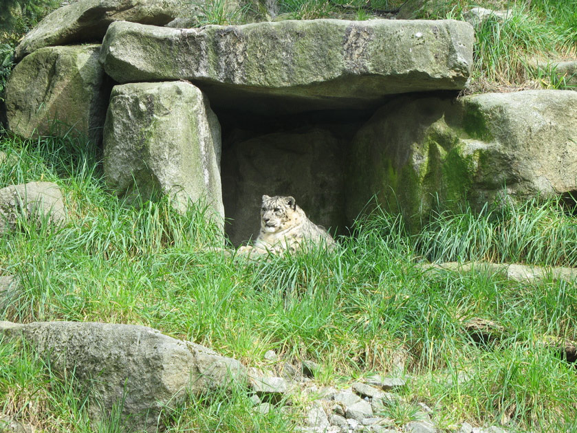 Snow leopard at the Woodland Park Zoo