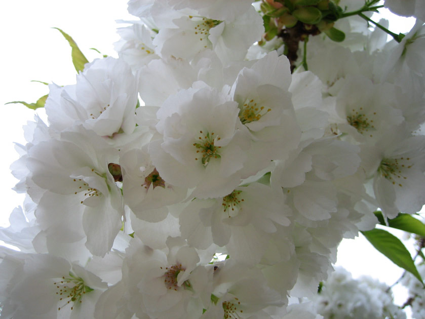 Flowers at the Woodland Park Zoo