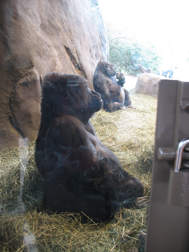 Mother gorilla at the Woodland Park Zoo