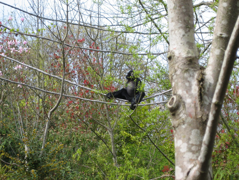 Macaque at the Woodland Park Zoo