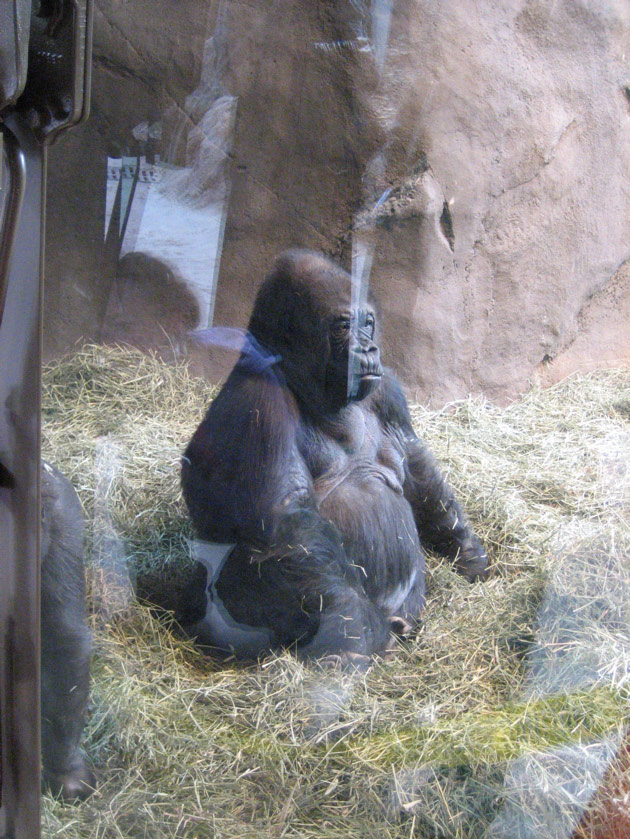 Mother gorilla at the Woodland Park Zoo