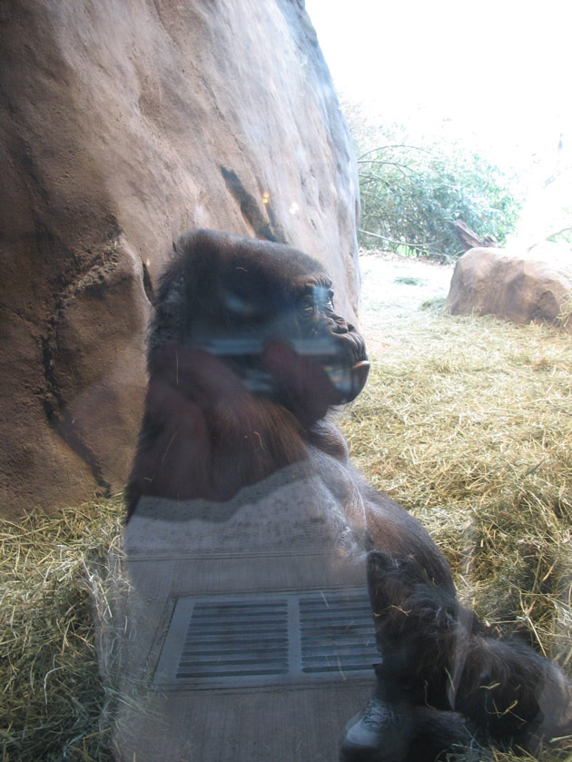 Mother gorilla at the Woodland Park Zoo