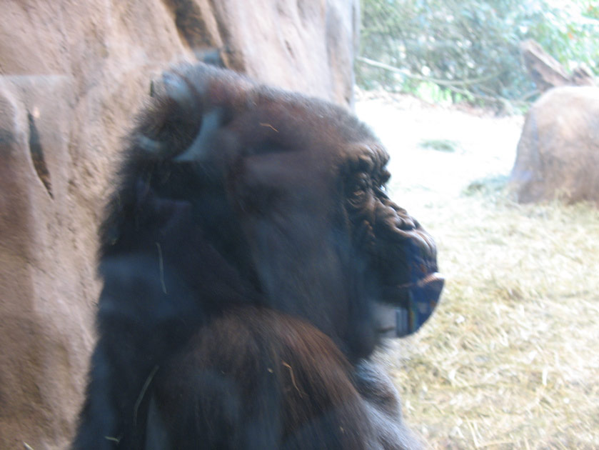 Mother gorilla at the Woodland Park Zoo