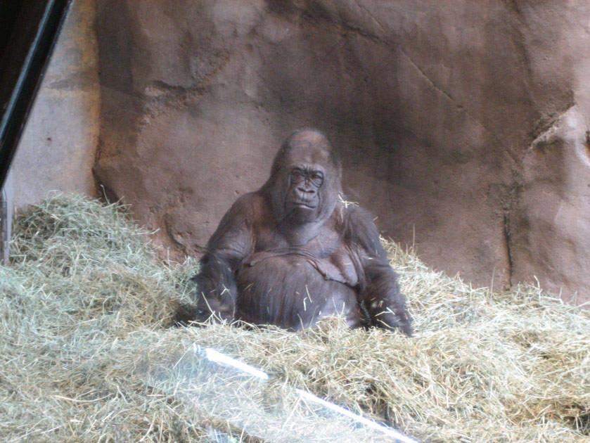 Mother gorilla at the Woodland Park Zoo