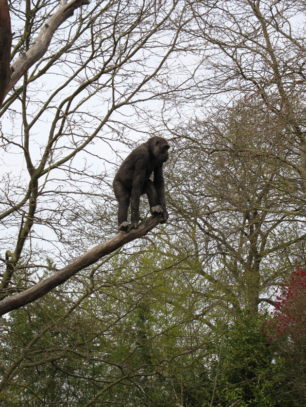 Young gorilla at the Woodland Park Zoo