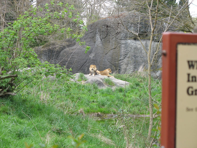 Lions at the Woodland Park Zoo