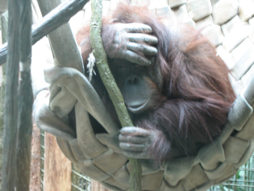 Orangutan hanging out in a sling at the Woodland Park Zoo