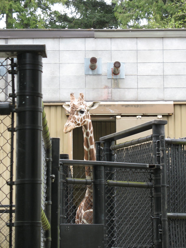 Giraffe coming out of the very tall barn at the Woodland Park Zoo