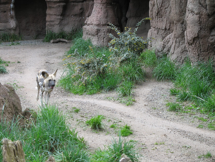 African painted dogs at the Woodland Park Zoo