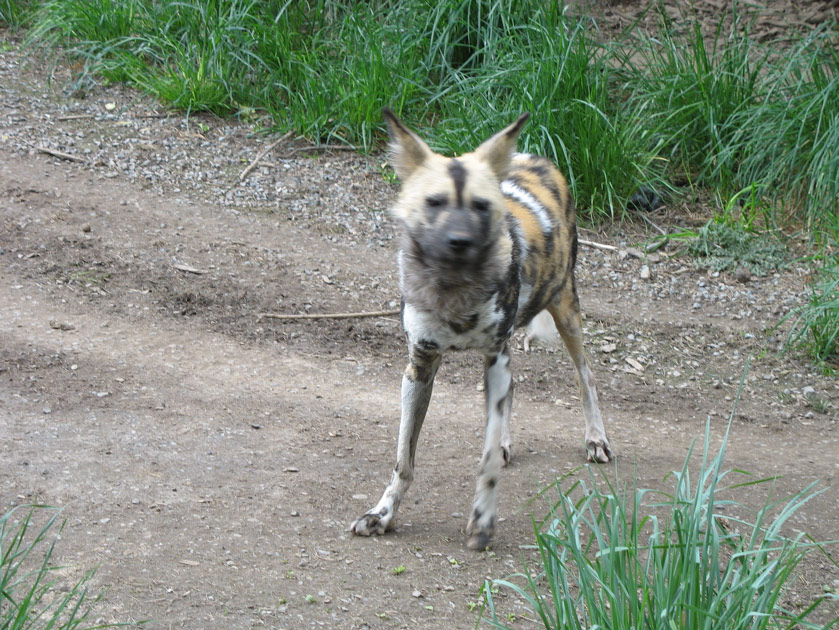 African painted dogs at the Woodland Park Zoo