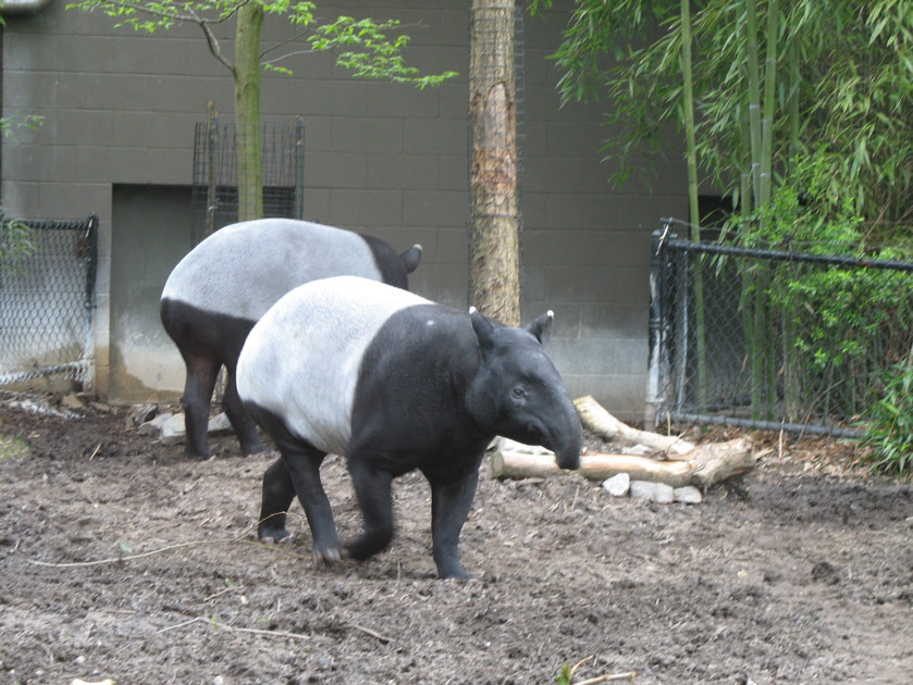 Tapirs at the Woodland Park Zoo