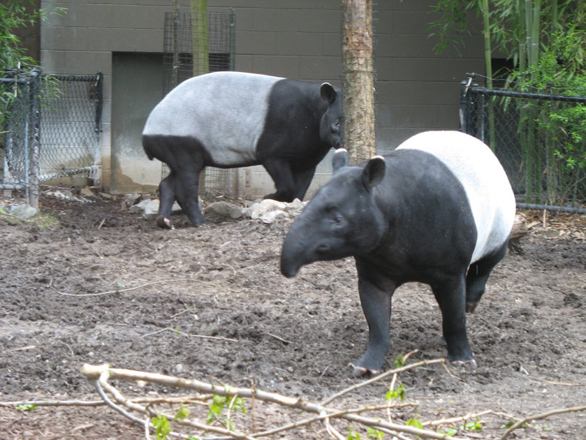 Tapirs at the Woodland Park Zoo