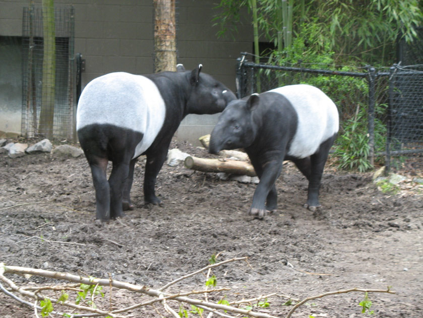 Tapirs at the Woodland Park Zoo