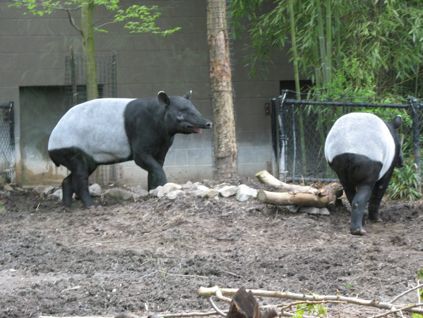 Tapirs at the Woodland Park Zoo