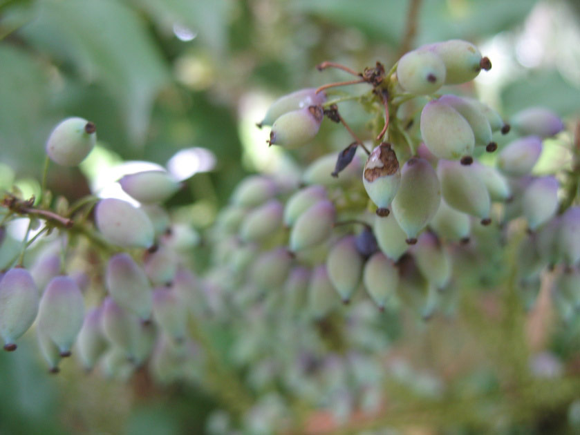 Berries near the arboretum