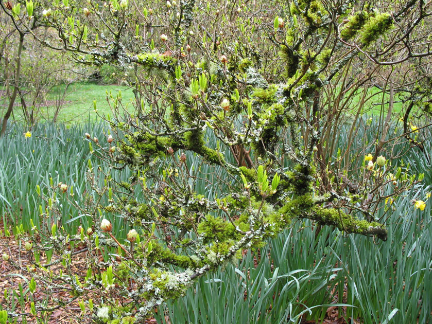 Arboretum